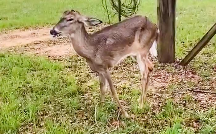 First Florida Case of Chronic Wasting Disease
