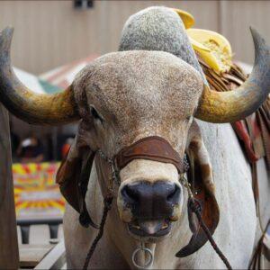 A bull with horns and a yellow hat.