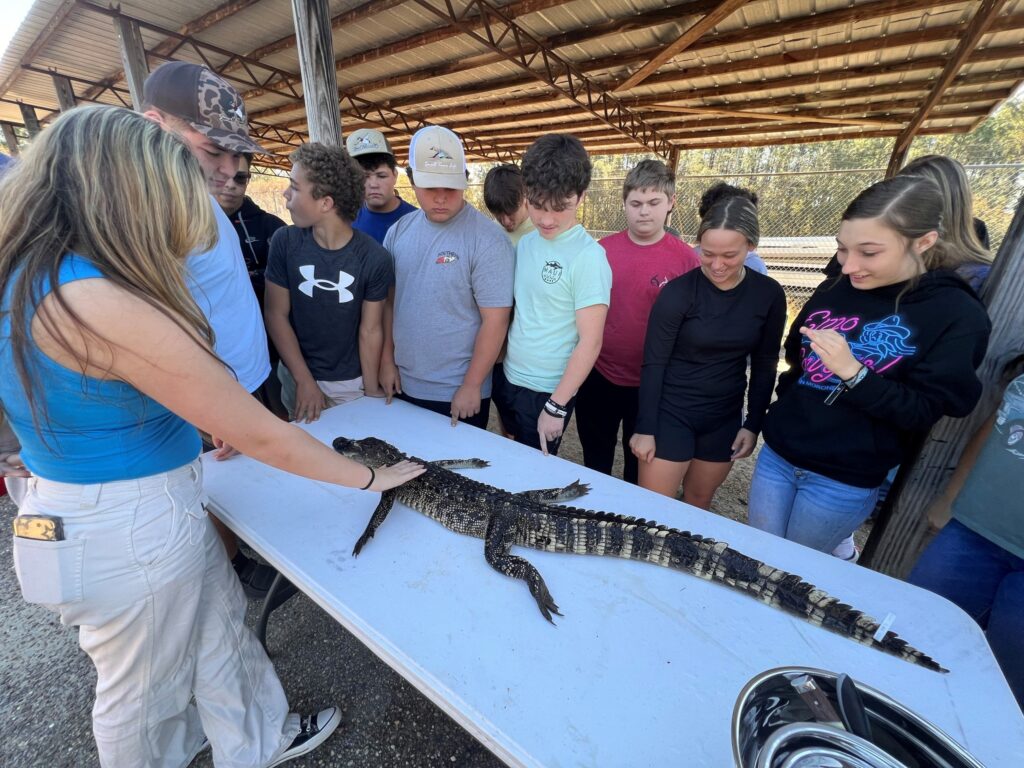 A group of people standing around a large alligator.