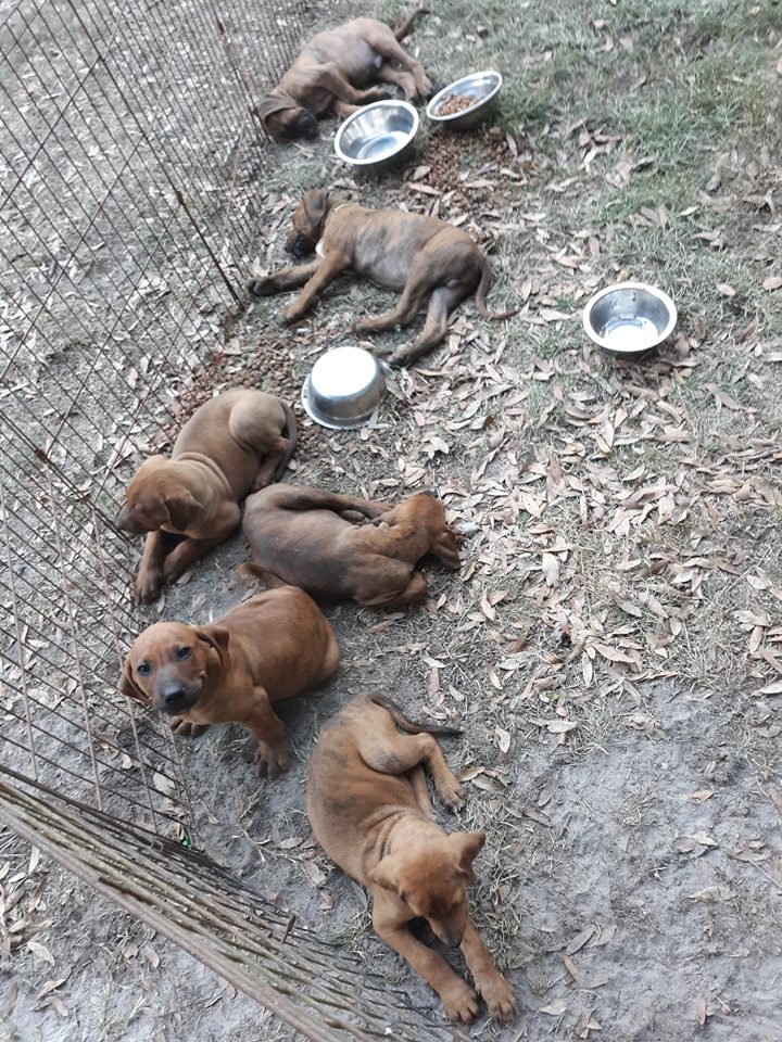 A group of dogs laying on the ground with their heads down.