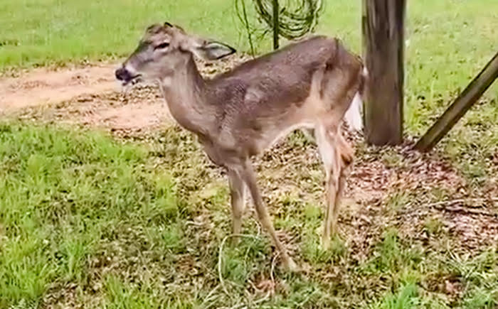 Young deer standing near wooden fence post Young deer standing near wooden fence post