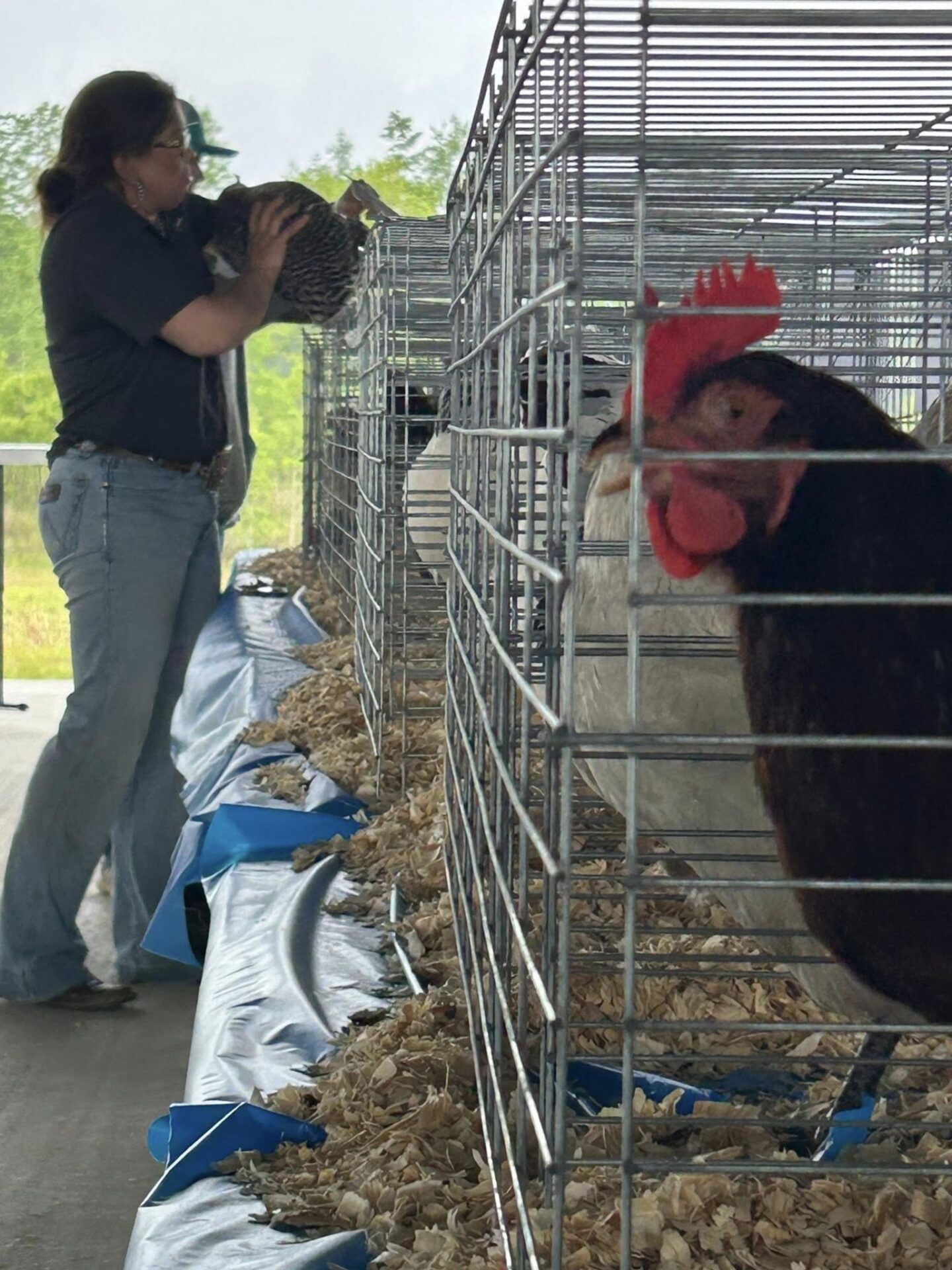 Person holding hen beside caged roosters Person holding hen beside caged roosters