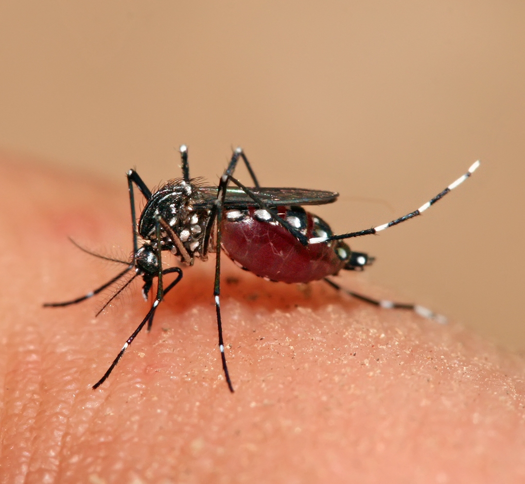 NEWS_WESTNILEVIRUS_101426